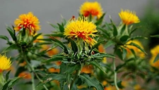 Aspir Bitkisi ve Faydaları Nelerdir?