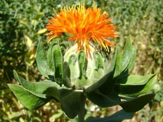 Aspir Çayı Faydaları Nelerdir?